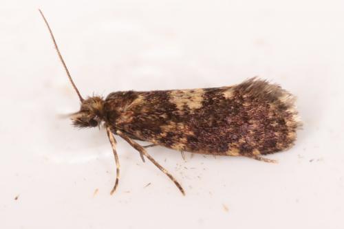 Réf. 259 131 : Diplodoma laichartingella